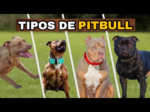 Vídeo: 22 filhotes adoráveis fazendo coisas pela primeira vez