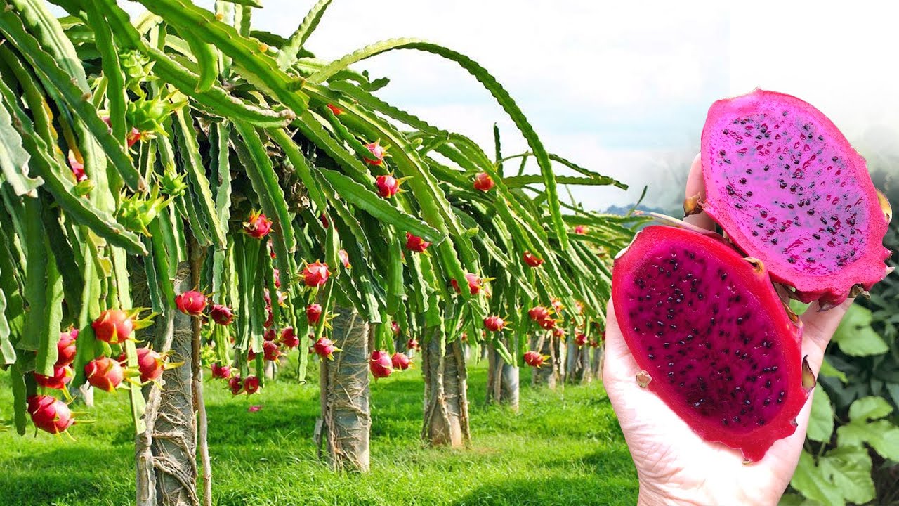 Cool Dragon Fruit Farm Tour - Cutting Red & Yellow Pitaya