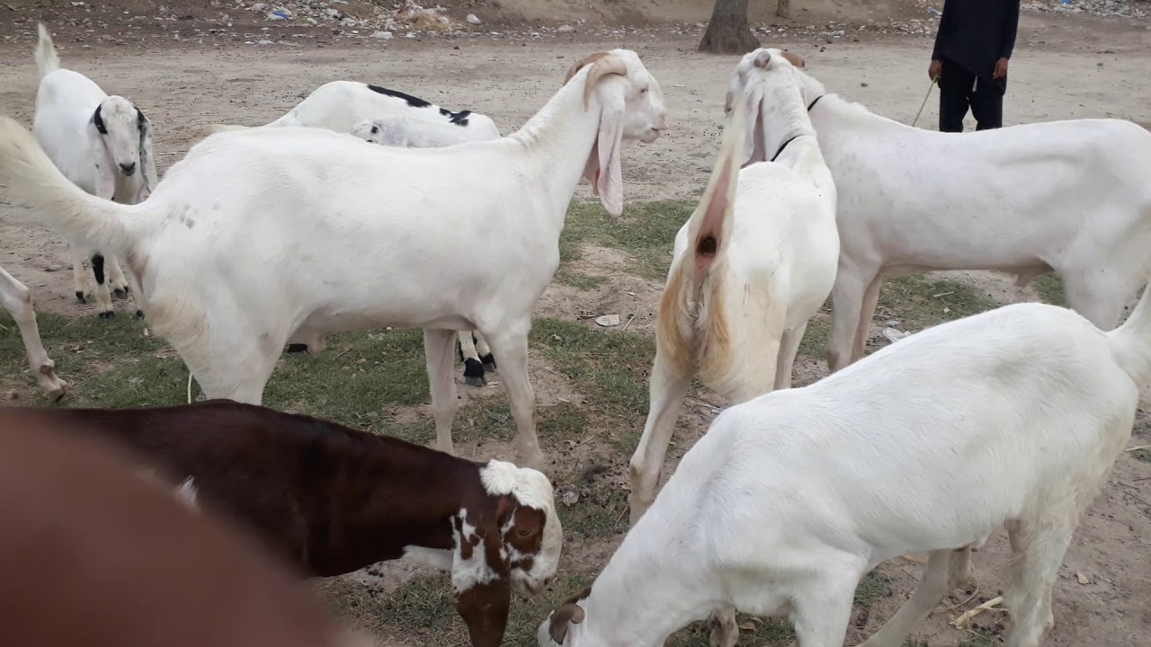 033 4 77 21 389 Chacha Rafiq good form YouTube location DJ Khan - YouTube