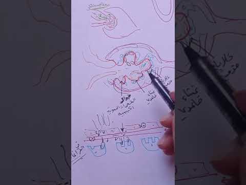 التنظيم الإسموزي والكليتان  الترشيح الفائق