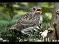 芹洋子「もずが枯れ木で」Shrike on Dry Tree