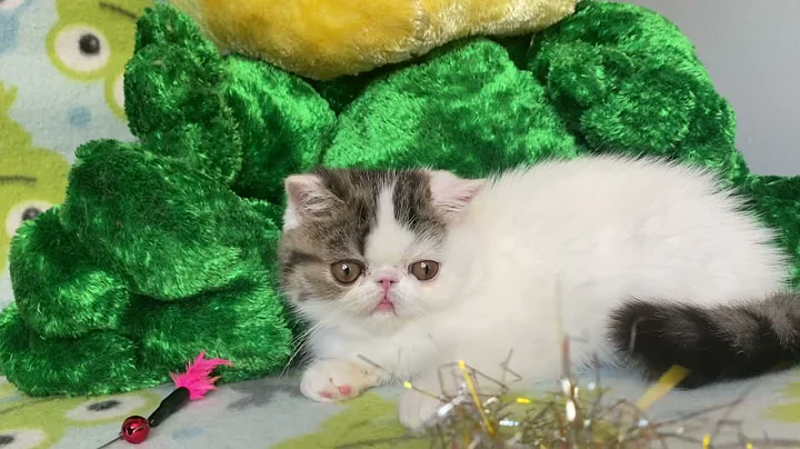 Video 5205251: exotic shorthair female kitten, exotic shorthair cattery