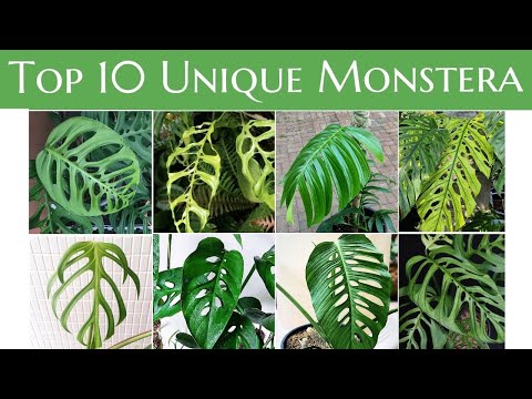 Video: Monstera Menarik