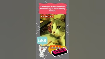 kucing lucu #shorts #shortvideo #kucinglucu