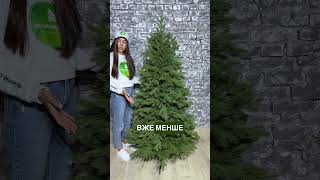 🌲 Лита ялинка Магда 180 см світло зелена на шарнірах (крабах) | 2025 | #ялинкаua #ялинкамагда