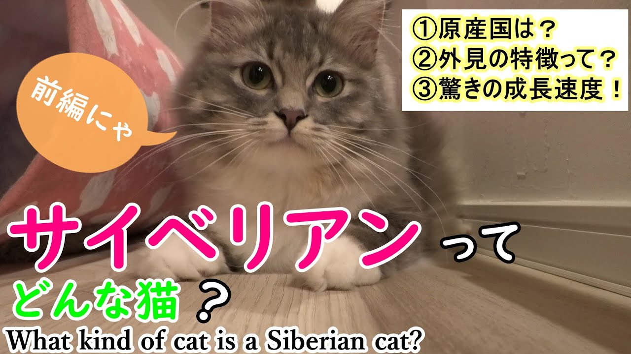 【前編】サイベリアンってどんな猫なの？詳しく解説します！／What kind of cat is a Siberian cat?【サイベリアンのラフィ#62】