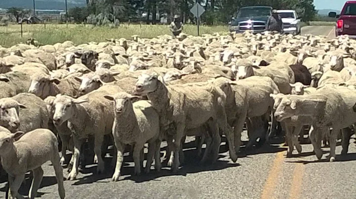 The Sheep Crossing