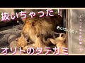 タテガミをパクっ！イオと赤ちゃんがオリトに喝⁉︎美男美女ライオン夫婦と3姉妹vol.136@旭山動物園/took the mane!Females&babies yell at male lions