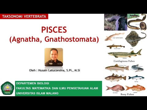 Pisces Agnatha dan Gnathostomata