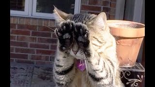 😺 Я не виноват! 🐈 Забавное видео с котиками и котятами для хорошего настроения! 😸