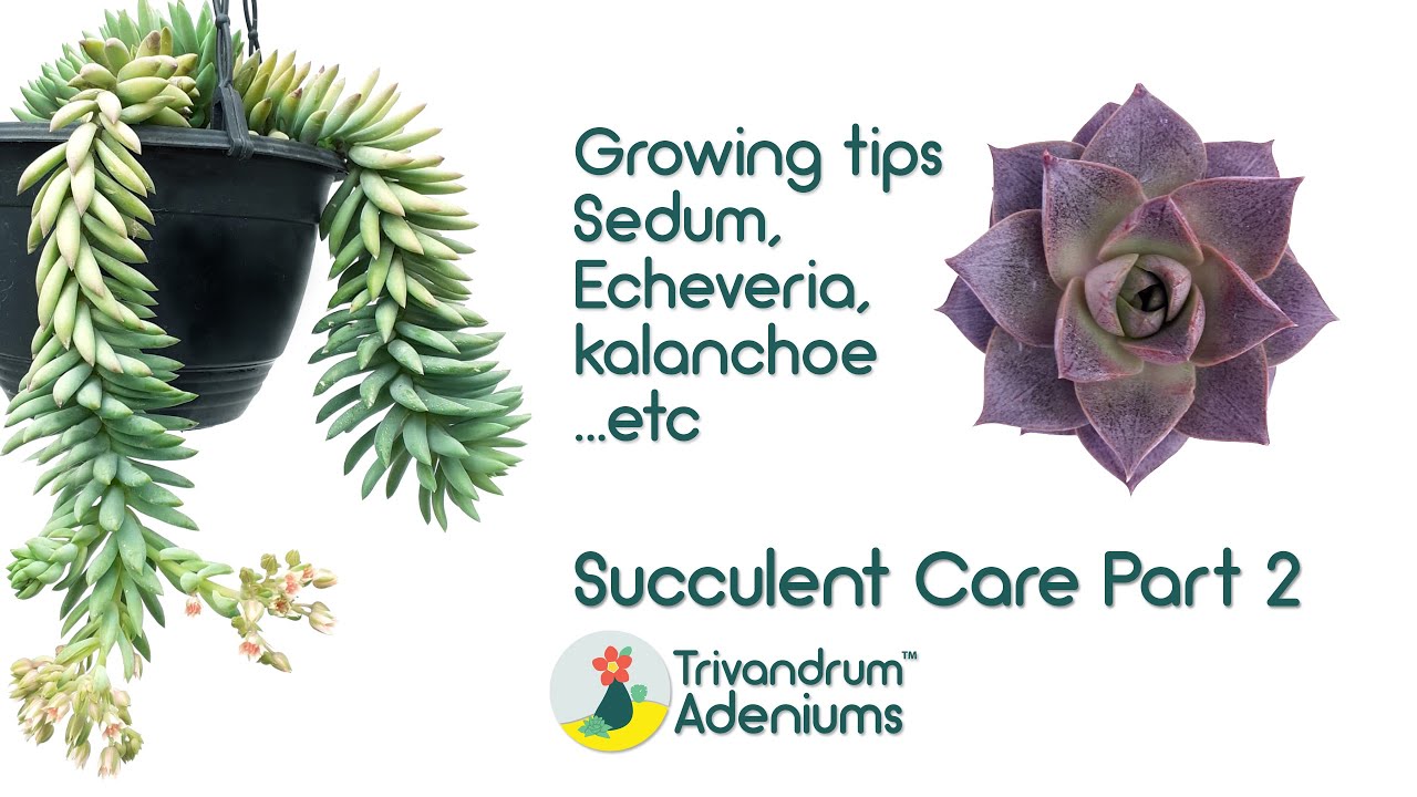 Succulent Care - Sedum, Kalanchoe, Echeveria