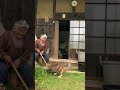 おばあちゃんと猫仲良し集 #田舎暮らしの猫 #おばあちゃんと猫 #shorts #cat #猫のいる暮らし #田舎暮らし #おばあちゃん #猫 #古民家