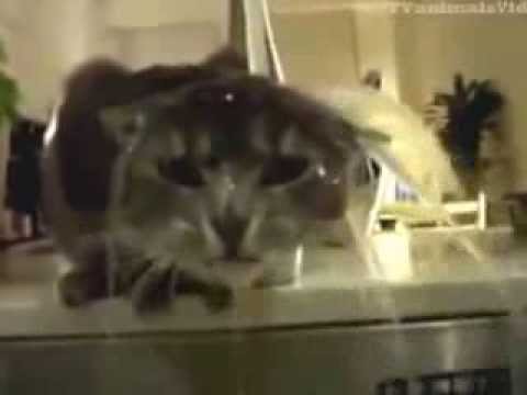 Cat Shower Bathing Washing His Hair In The Sink Faucet You Cat Shower Bathing Washing His Hair