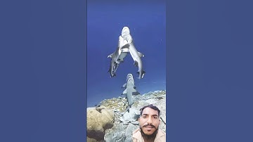 #egzonibrahimi #سورة_الإخلاص #ikhlas #nature #shortvideo #maanvlogs #beautiful #fypviralシ
