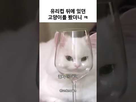 유리컵 뒤에 있던 고양이를 봤더니 thumbnail