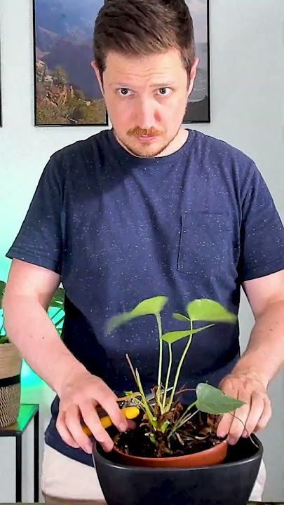 Anthurium Plant Rescue #plants #indoorplants #anthurium #anthuriumcare