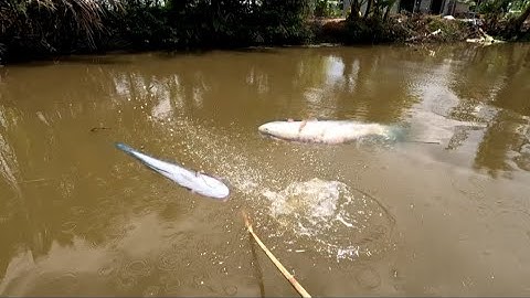 E chạy đi đâu khỏi a,,trúng đậm nữa rồi,, kích cá miền Tây kênh Htgc tập 230