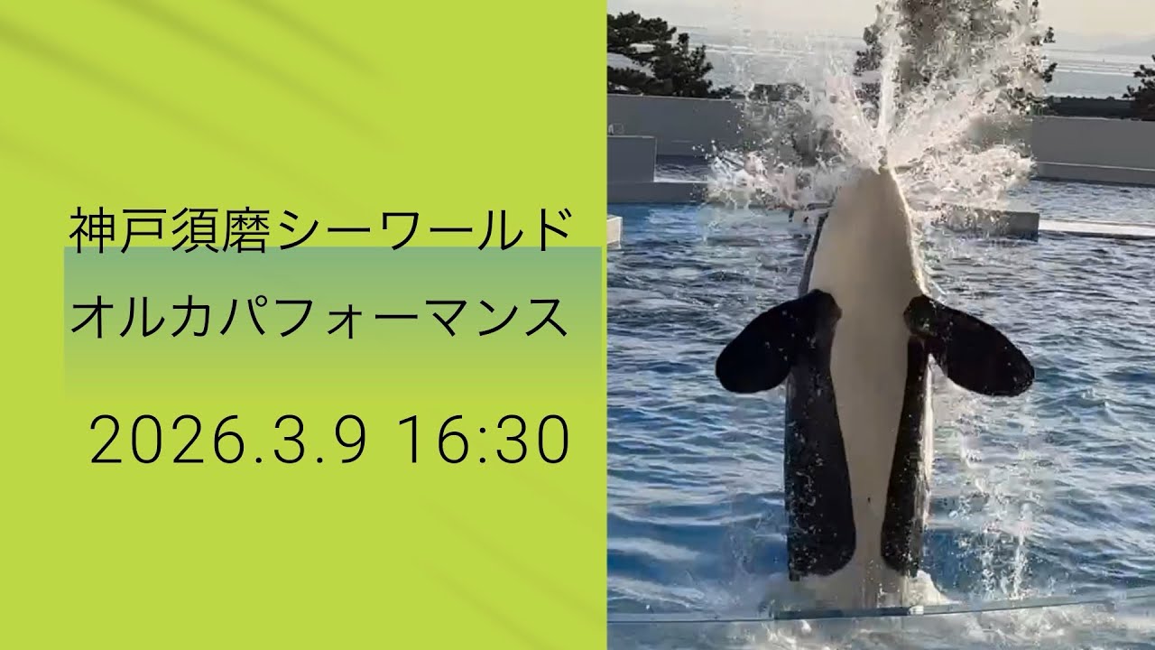 神戸須磨シーワールド　オルカパフォーマンス　2026.3.9 16:30