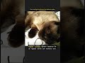 Den verkliga funktionen hos kattens mjuka trampdynor #Shorts