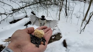 Feeding wild black-capped chickadees in snow fall.