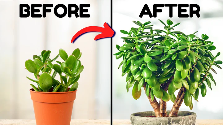 If I Only Knew These Jade Plant Tips 5 Years Ago - DayDayNews