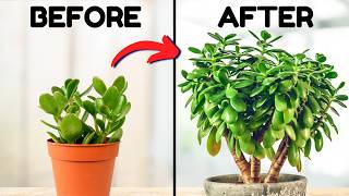 If I Only Knew These Jade Plant Tips 5 Years Ago
