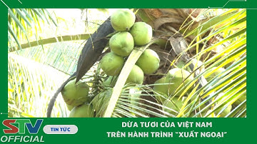 STV - Sóc Trăng chấp hành tốt Nghị định thư về xuất khẩu Dừa tươi
