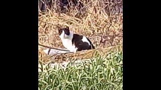 Cute tuxedo cat guarding the garlic field..마늘밭을 지키는  귀여운 턱시;도 고양이..可爱的燕尾服猫守卫大蒜田..Jeonju . 全州市. KOREA by Kingdom of Pet  야옹아 멍멍해봐 15 views 3 months ago 5 minutes, 3 seconds