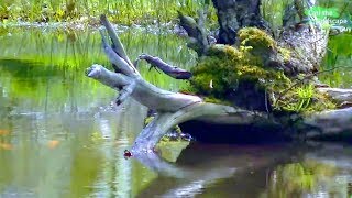 NATURAL POND WATER PLANTS &amp; DECORATION | KOI FISH RELEASE,HERON FENCE,LAKE, RAIN,REFILL,HOW TO DIY