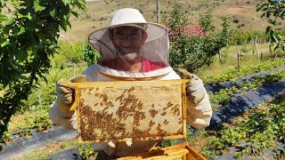 2025 Senesinin Ilk Bal Sağımı Sivas