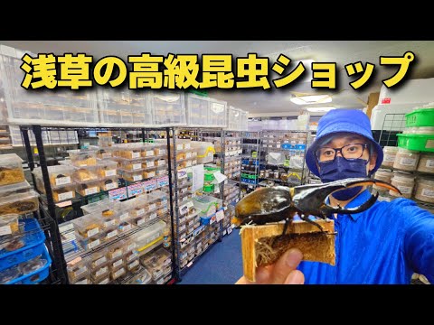 An Insect Shop That Imports Rhinoceros Beetles Worth Over 1 Million Yen Has Received A Rare Speci