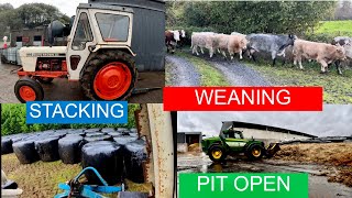 STACKING BALES - SILAGE PIT OPENING - WEANING CALVES - COWS IN