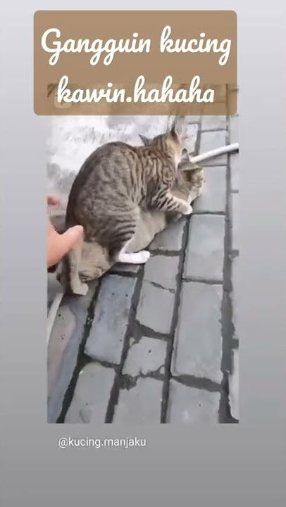 gangguin kucing kawin #cat #kucingkampung#kucing
