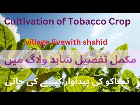 What is the process of tobacco caltivation تمباکو کی فصل کیسے