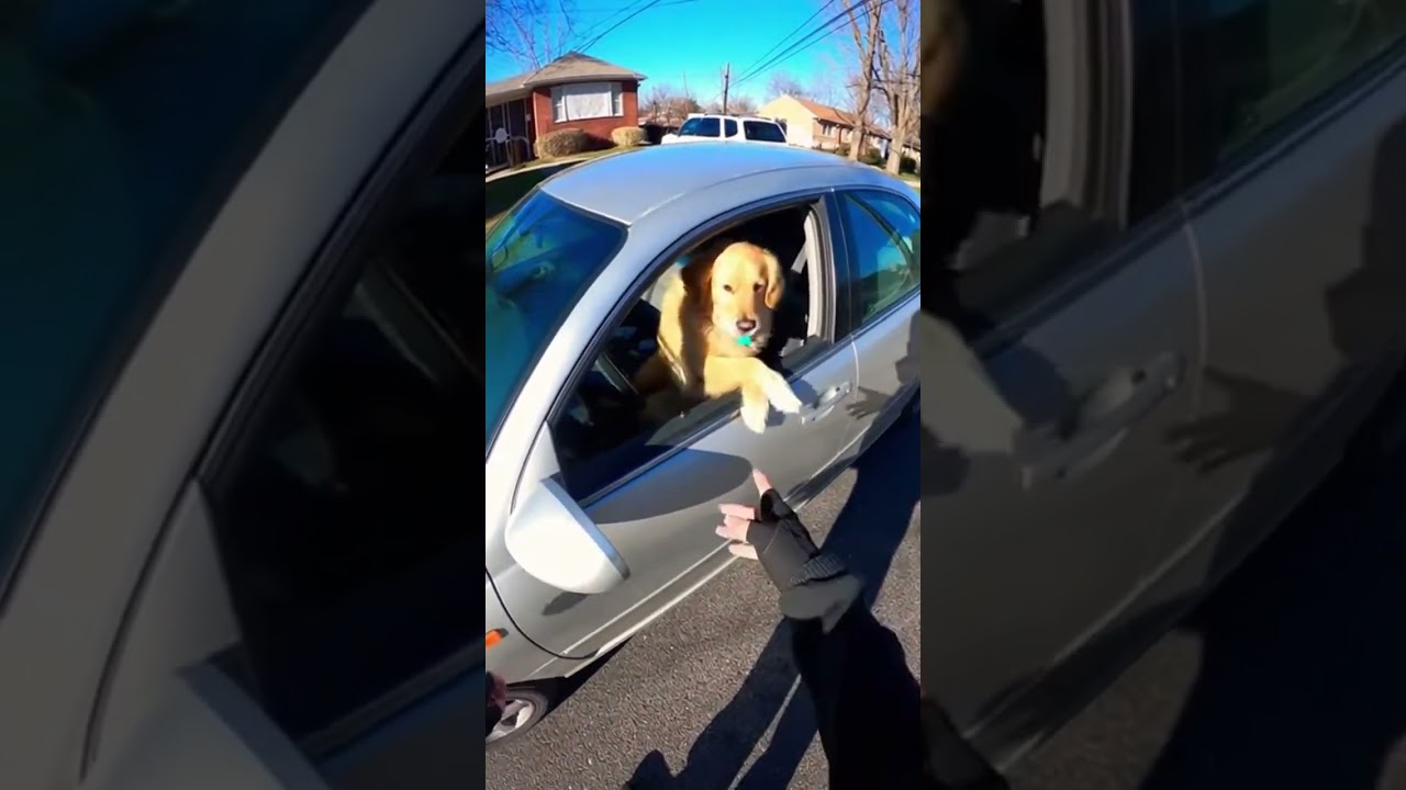 Dog Pulled Over for Driving!