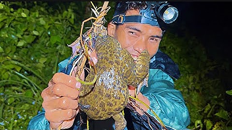 Cắm Câu Đầm Hoang Dính Toàn Ếch Khủng 