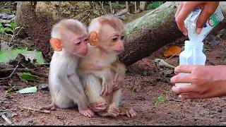 Poor Monkey Cried Until He Had Enough Milk, Then Bongo Stopped Crying And Became Hungry.