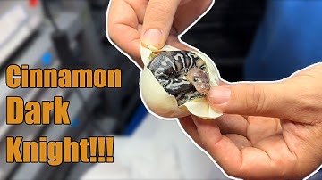 We Hit Another Dark Knight!!! #snakes #eggcutting #ballpython