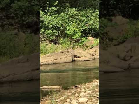 Nice Buck Swimming Up Kings River
