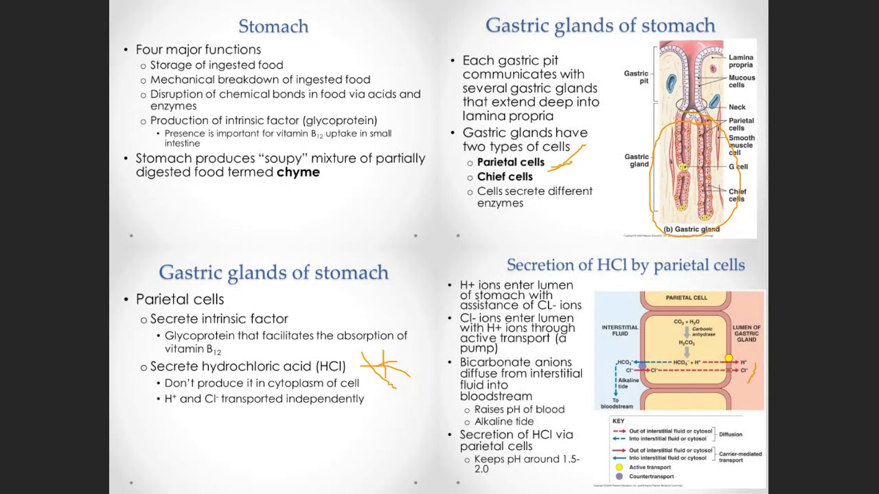 Week 11 Digestion, Stomach Physiology, Glands, and Activity, Bio 208 ...