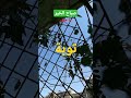 توبة ميادة الحناوي حلب سورية