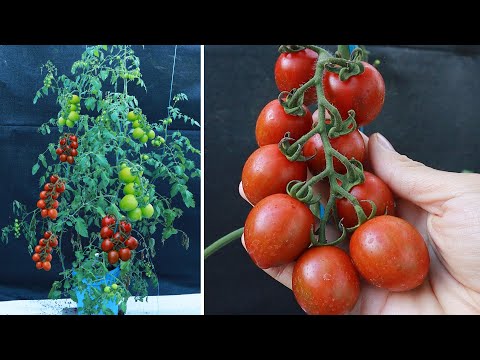 Wideo: Odmiana pomidora 