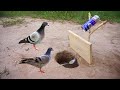 Innovative Bird Cage Design You’ve Never Seen / How to Build an Automatic Bird Cage