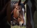 Why Do Horses Sleep Standing Up? Unique Horse Sleep Facts You Didn’t Know #horse #horsefacts.