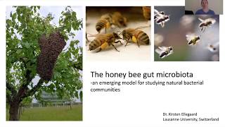 ミツバチの微生物生態学