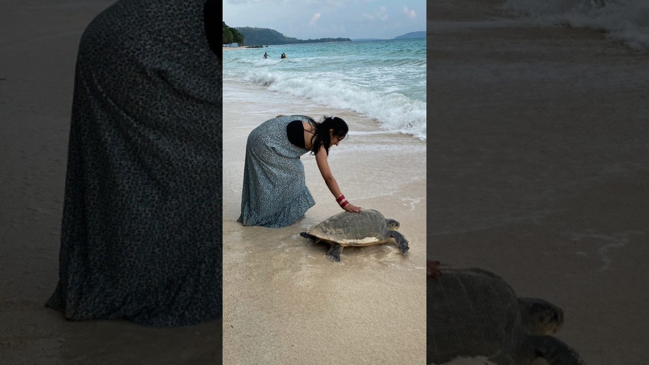 Turtle nesting in Andaman 