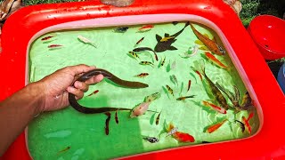 Catch beautiful aquarium fish!! Bettafish,molly,glofish,koi,eel,catfish,snail,turtle,hermit crab 93