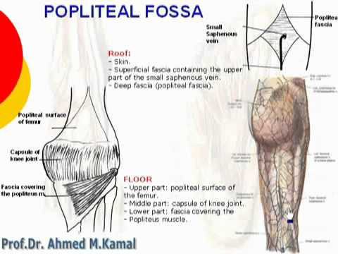 92 l limb popliteal fossa د أحمد كمال cxt youtube popliteal fossa