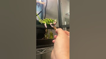 CHAMELEON TONGUE👅🪳