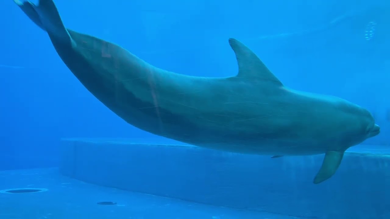 Acquario di Genova  2 Gennaio 2026  Liguria, Italy